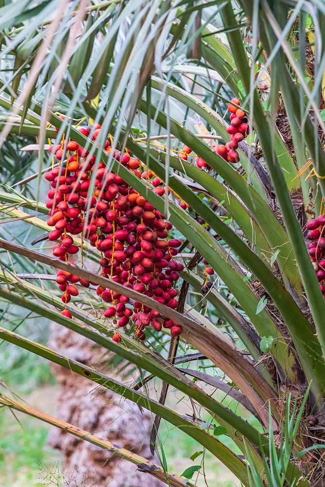 Middle East-Arabian Peninsula-Oman-Ad Dakhiliyah-Nizwa-Dates on a date palm tree in Nizwa-Oman